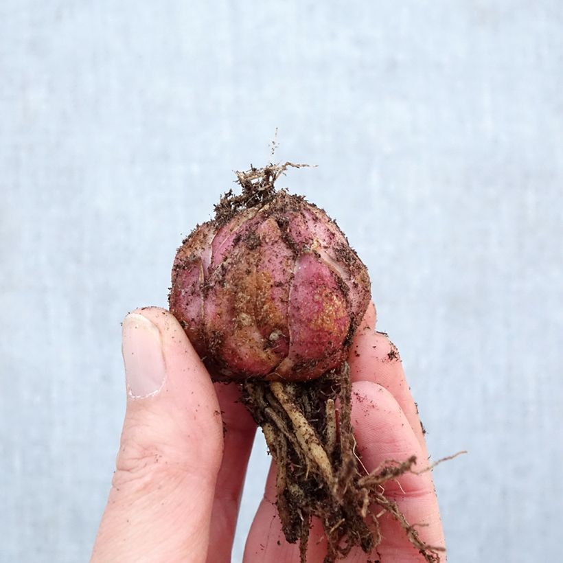Lilium Roselily Elena - Lily Bulb size 16/18 sample as delivered in spring