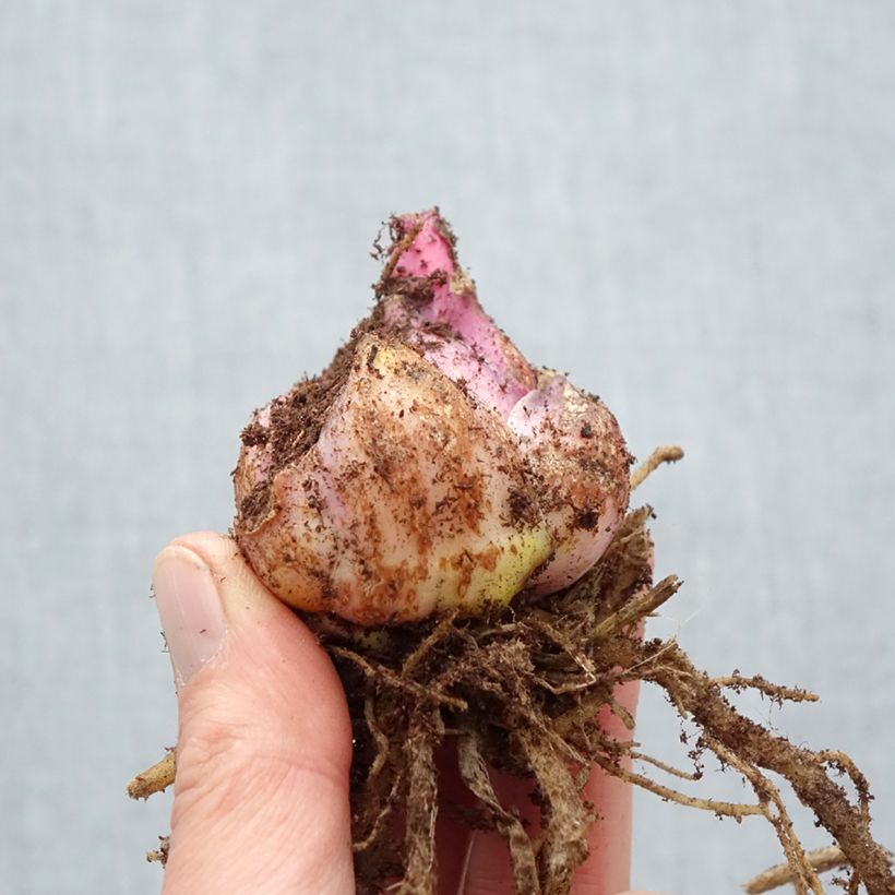 Lilium Roselily Mikaela - Lily Bulb size 17/19 sample as delivered in spring