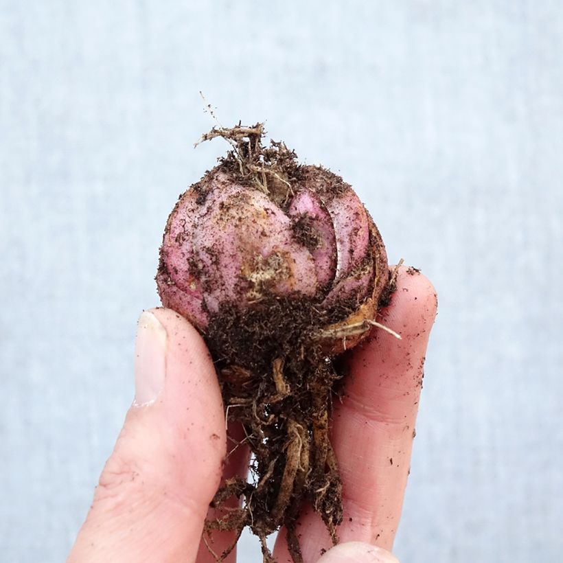 Lilium Roselily Samantha - Lily Bulb size 16/18 sample as delivered in spring