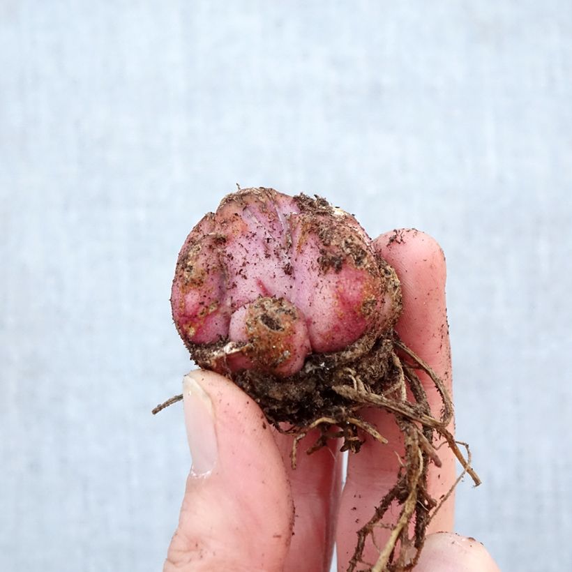 Lilium Salmon Party - Oriental Lily Bulb size 16/18 sample as delivered in spring