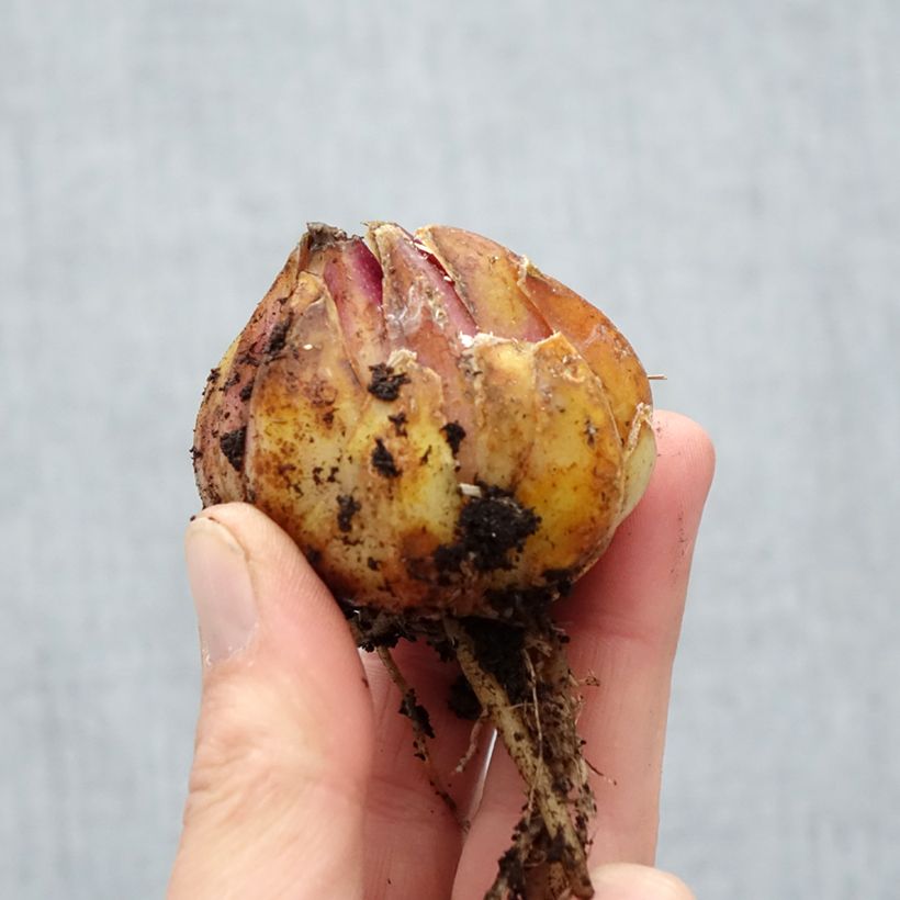 Lilium regale Album - Lily Bulb size 16/18 sample as delivered in spring