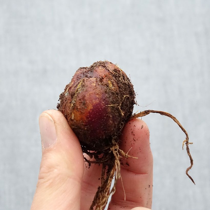 Lilium Scheherazade Bulb size 16/18 sample as delivered in spring