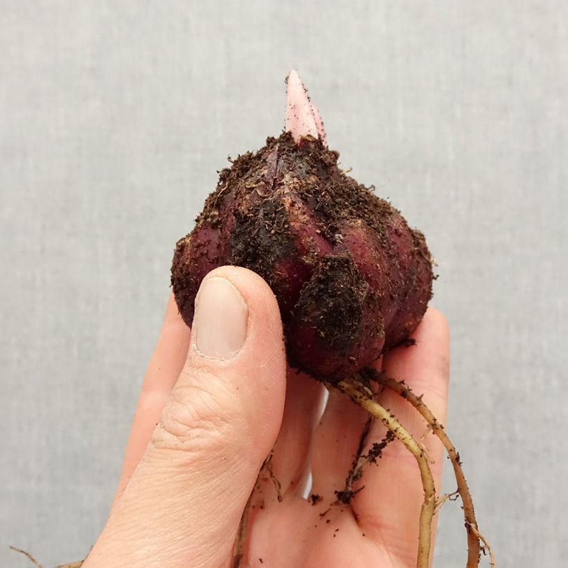 Lilium African Queen - Lily Bulb size 16/18 sample as delivered in spring