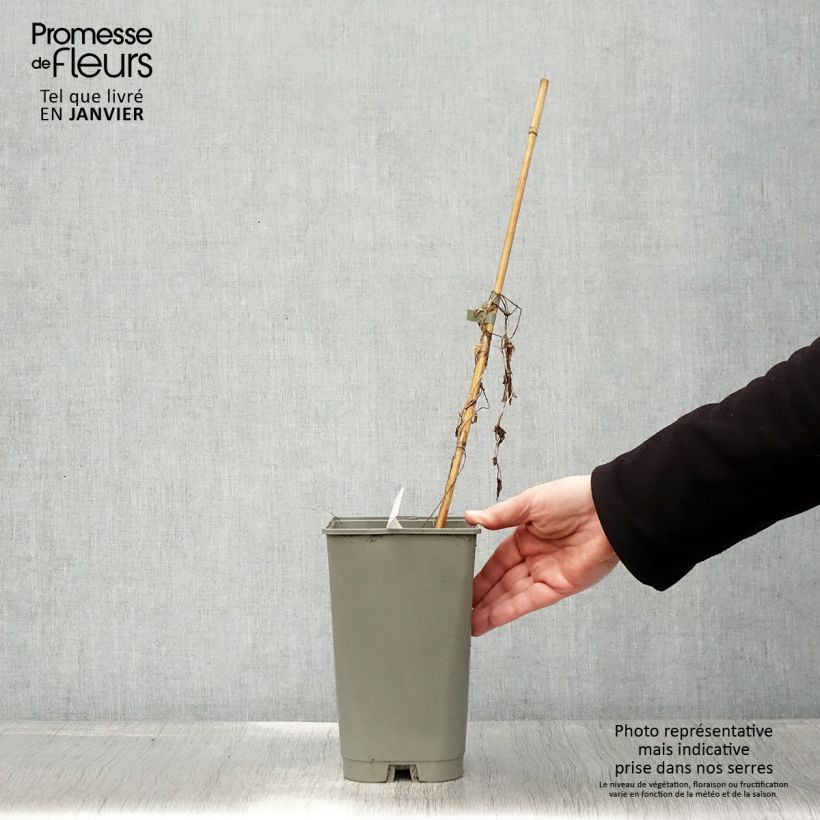 Calystegia hederacea Flore Pleno - Japanese false bindweed 2L/3L pot sample as delivered in winter