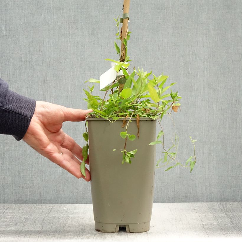 Calystegia hederacea Flore Pleno - Japanese false bindweed 2L/3L pot sample as delivered in spring