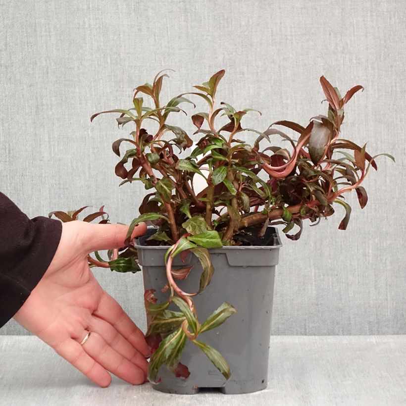 Lobelia fulgens Queen Victoria 2L/3L pot sample as delivered in autumn