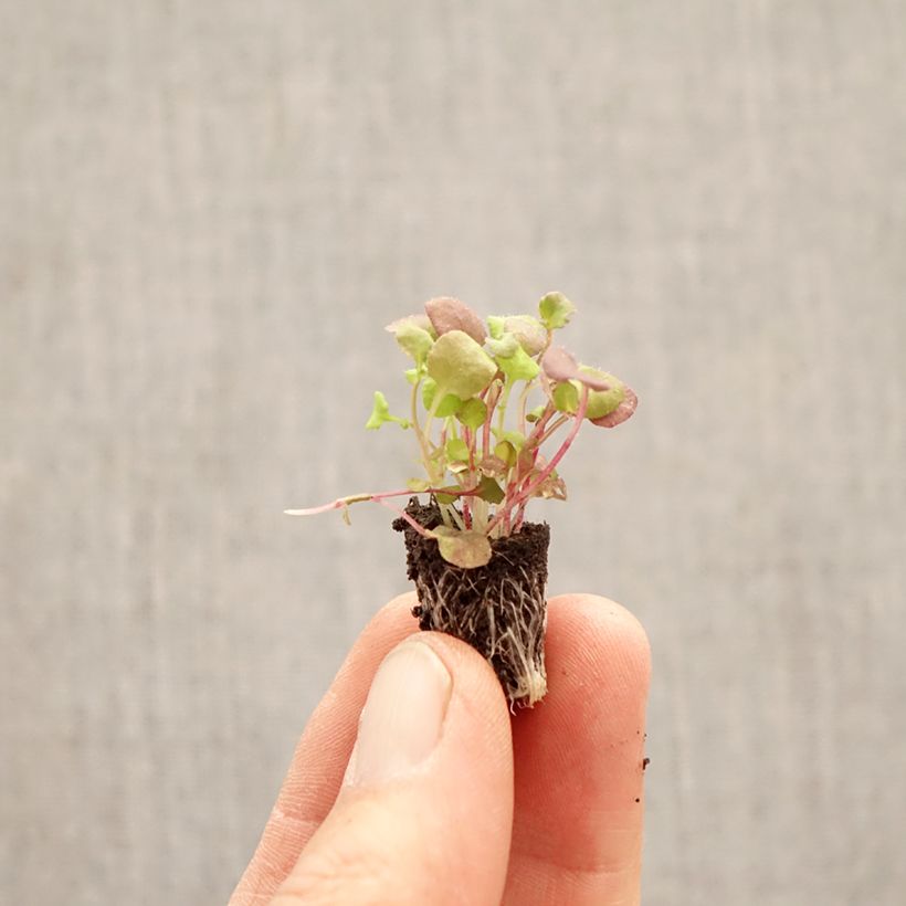 Lobelia erinus pendula Regatta Mix Plug plant 1.5/2.5 cm sample as delivered in spring