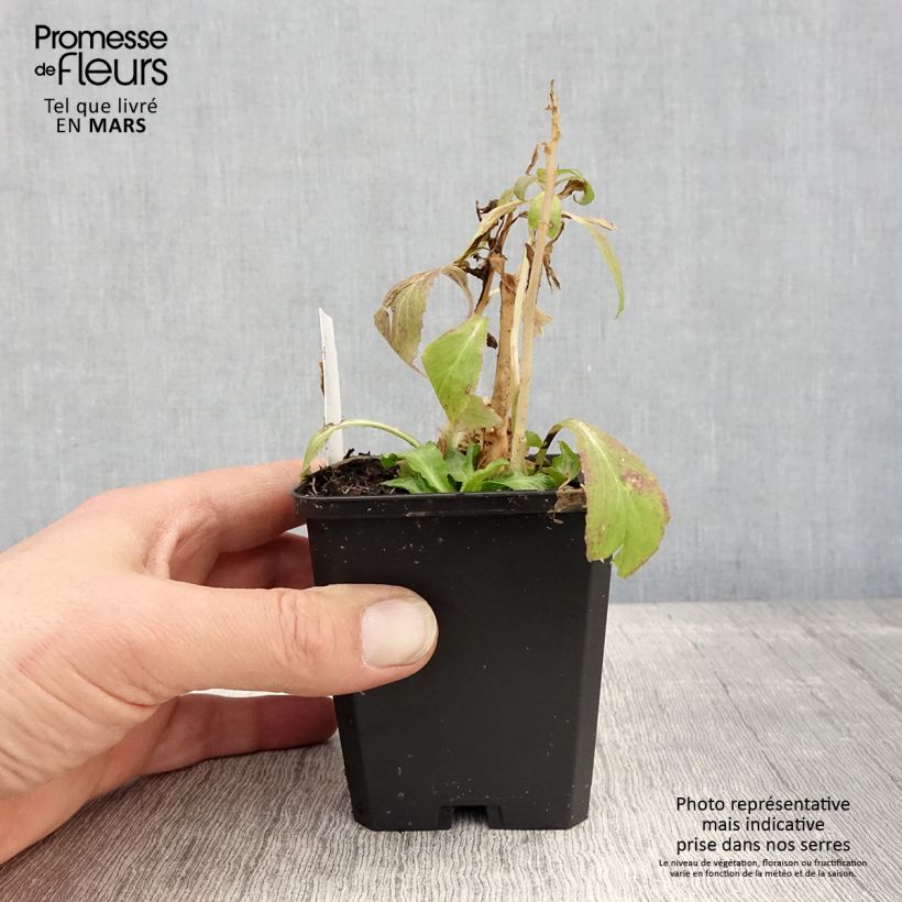 Lobelia siphilitica 8/9 cm pot sample as delivered in spring