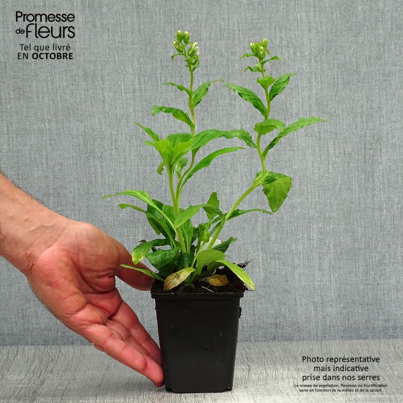 Lobelia siphilitica 8/9 cm pot sample as delivered in autumn