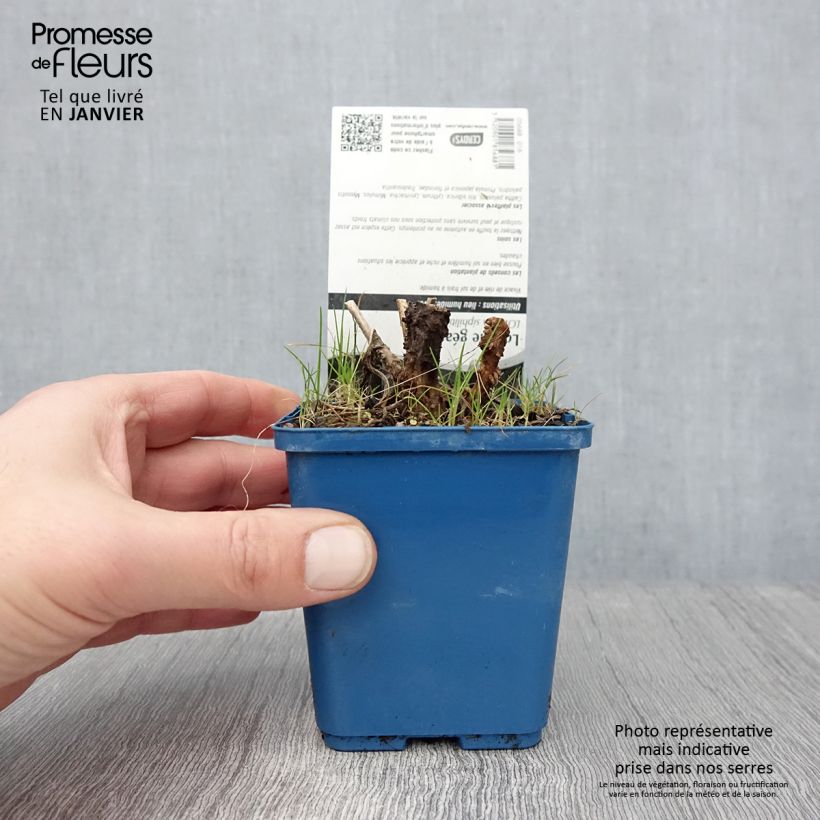 Lobelia siphilitica 8/9 cm pot sample as delivered in winter