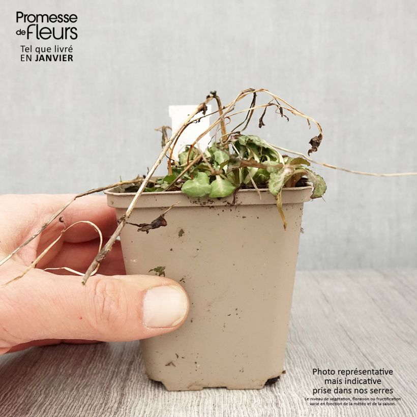 Lobelia speciosa Starship Scarlet 8/9 cm pot sample as delivered in winter