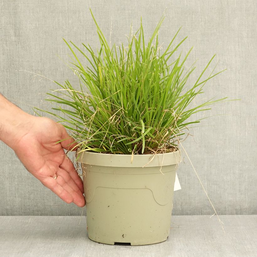 Lomandra longifolia Miner's Gold 3L/4L pot sample as delivered in summer