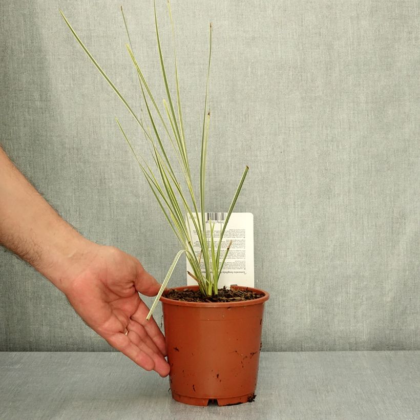 Lomandra longifolia White Sands 1L/1.5L pot sample as delivered in summer