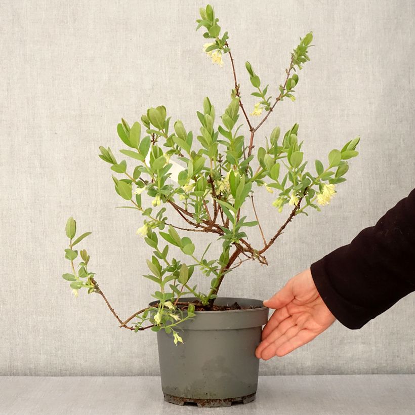 Honeyberry Zojka - Lonicera caerulea var. kamtschatica 3L/4L pot, Clump sample as delivered in spring