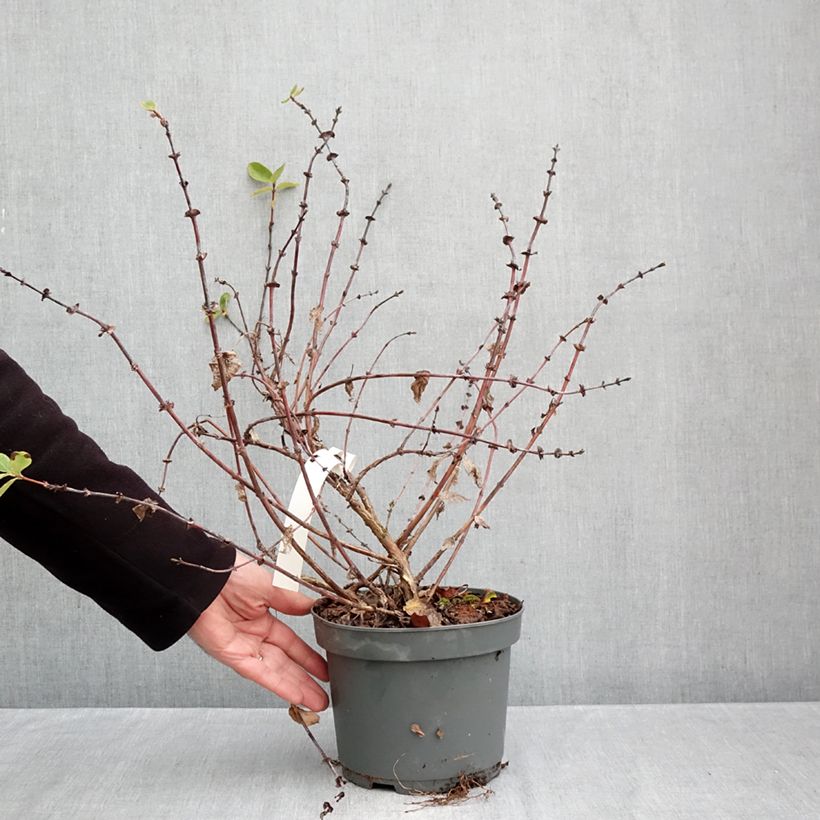 Honeyberry Zojka - Lonicera caerulea var. kamtschatica 3L/4L pot, Clump sample as delivered in autumn