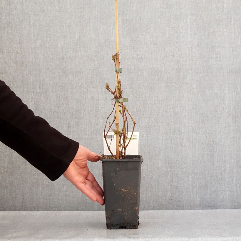 Lonicera caerulea var. kamtschatica Altaj - May Berry 1.5L/2L pot, Bush sample as delivered in winter