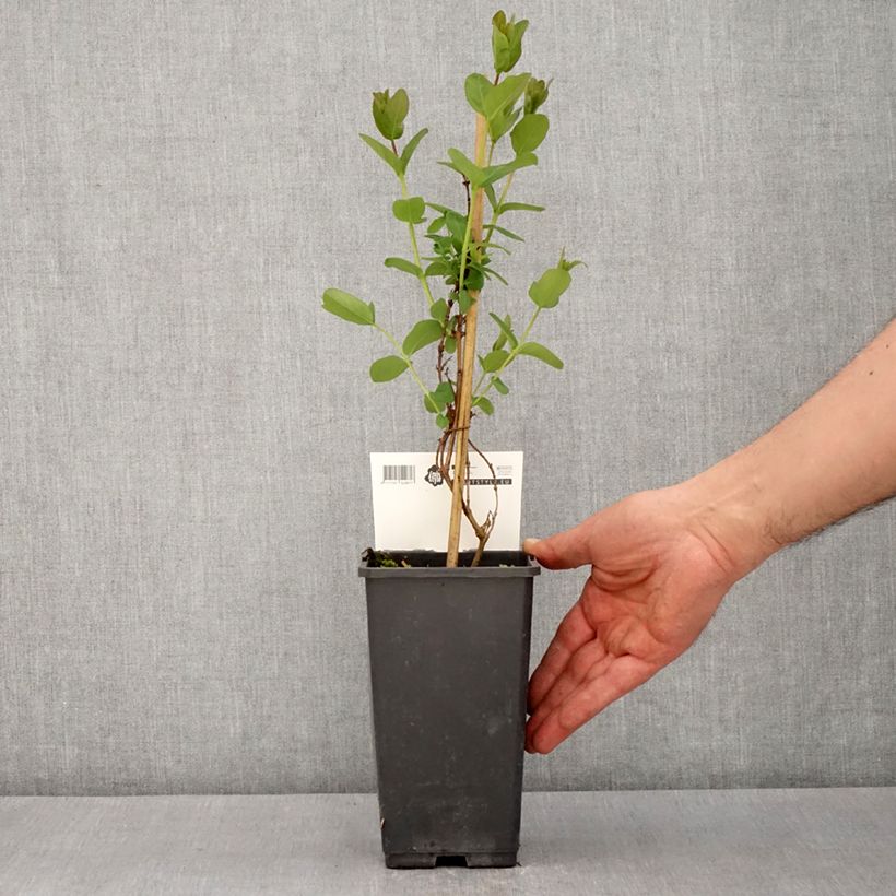 Lonicera caerulea var. kamtschatica Martin - May Berry 1.5L/2L pot, Bush sample as delivered in spring