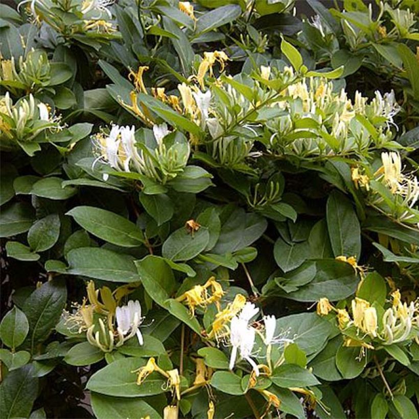Lonicera similis var. delavayi  (Flowering)