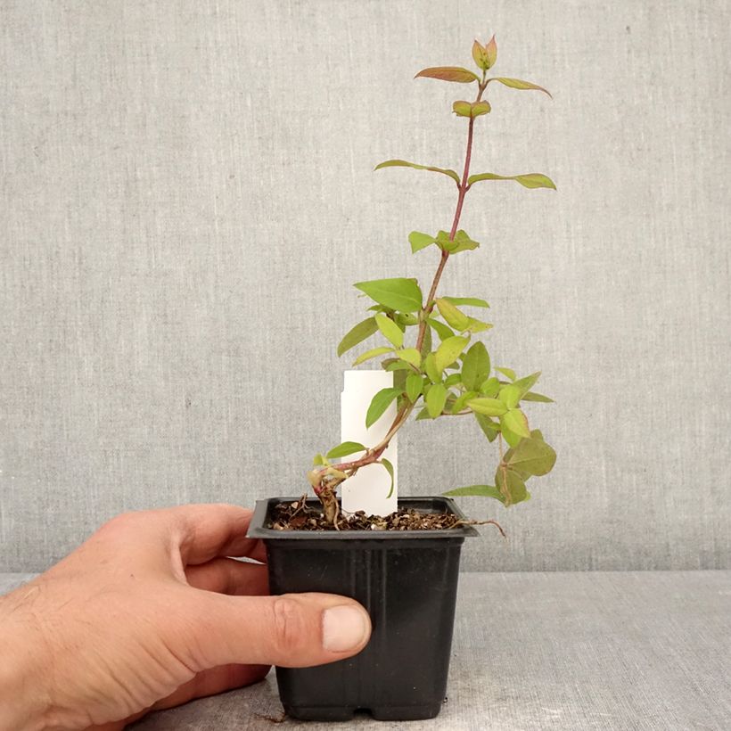 Lonicera fragrantissima - Winter Honeysuckle 8/9 cm pot sample as delivered in spring