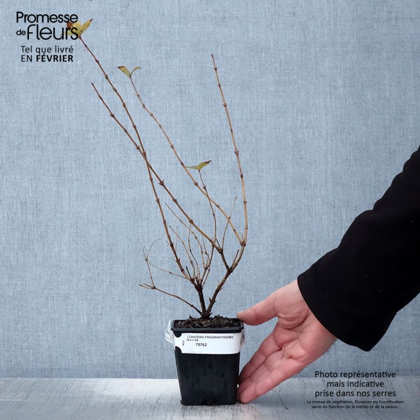 Lonicera fragrantissima - Winter Honeysuckle 8/9 cm pot sample as delivered in winter