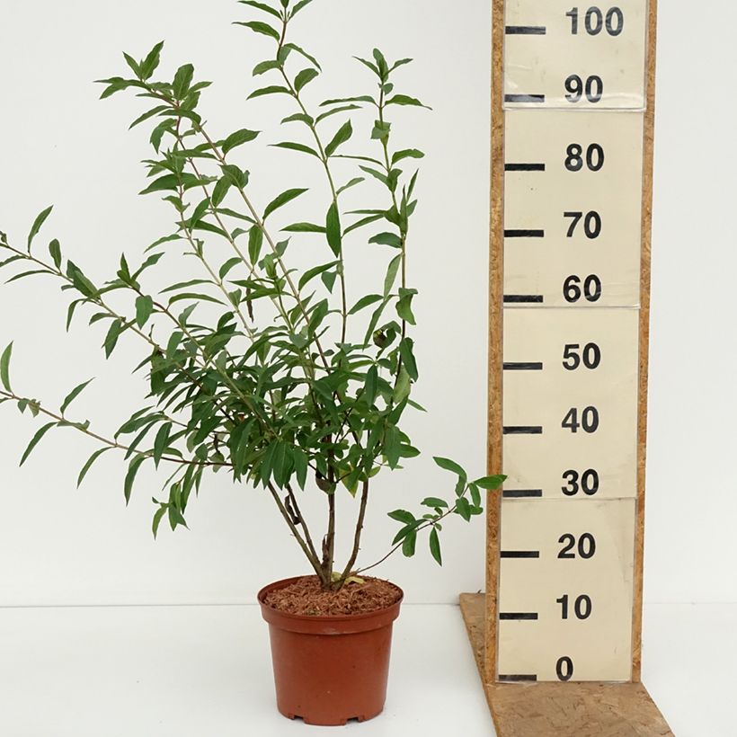 Lonicera involucrata var. ledebourii  4L/5L pot sample as delivered in autumn