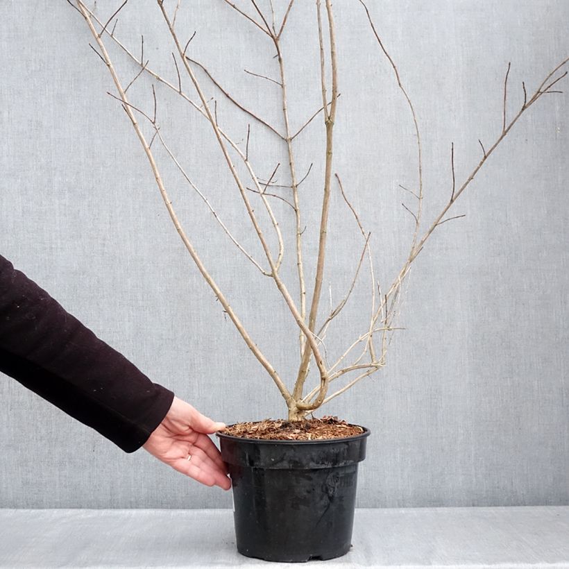 Lonicera involucrata var. ledebourii  4L/5L pot sample as delivered in winter