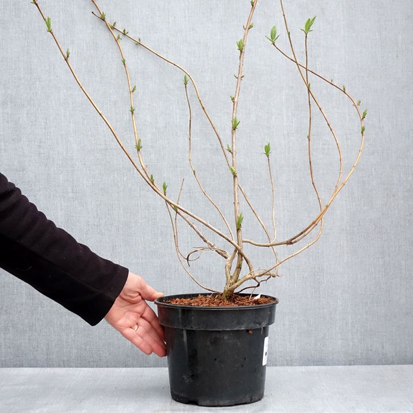 Lonicera involucrata var. ledebourii  4L/5L pot sample as delivered in spring