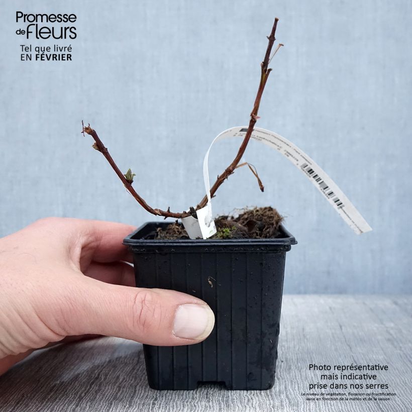 Lonicera caerulea var. kamtschatica Blue Velvet - May Berry 8/9 cm pot sample as delivered in winter