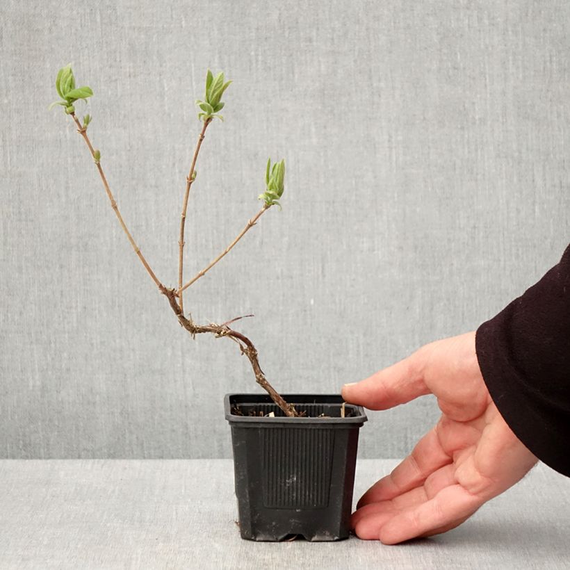 Lonicera caerulea var. kamtschatica Kiev - Honeyberry 8/9 cm pot, Bush sample as delivered in spring