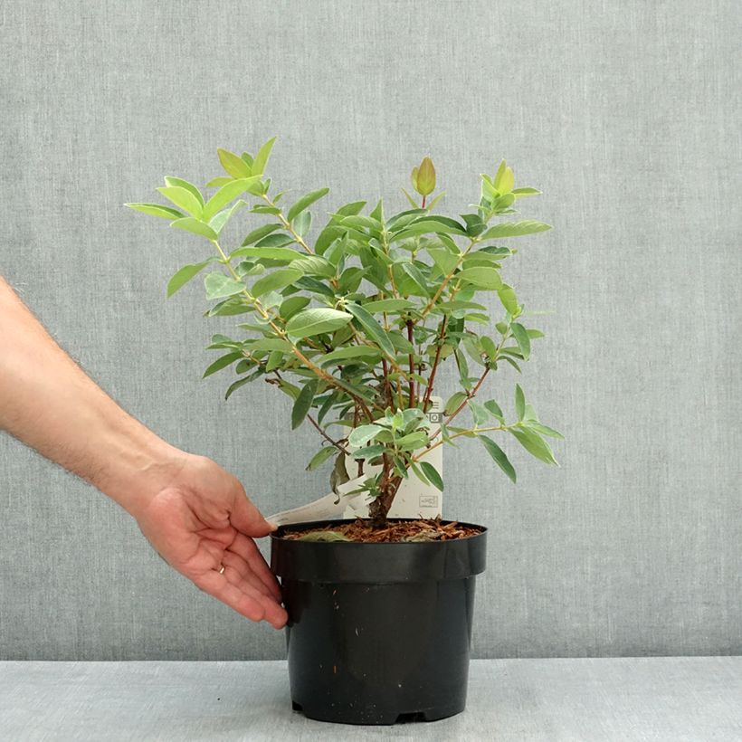 Lonicera kamtschatica Myberry Sweet - Honeyberry 3L/4L pot, Bush sample as delivered in summer
