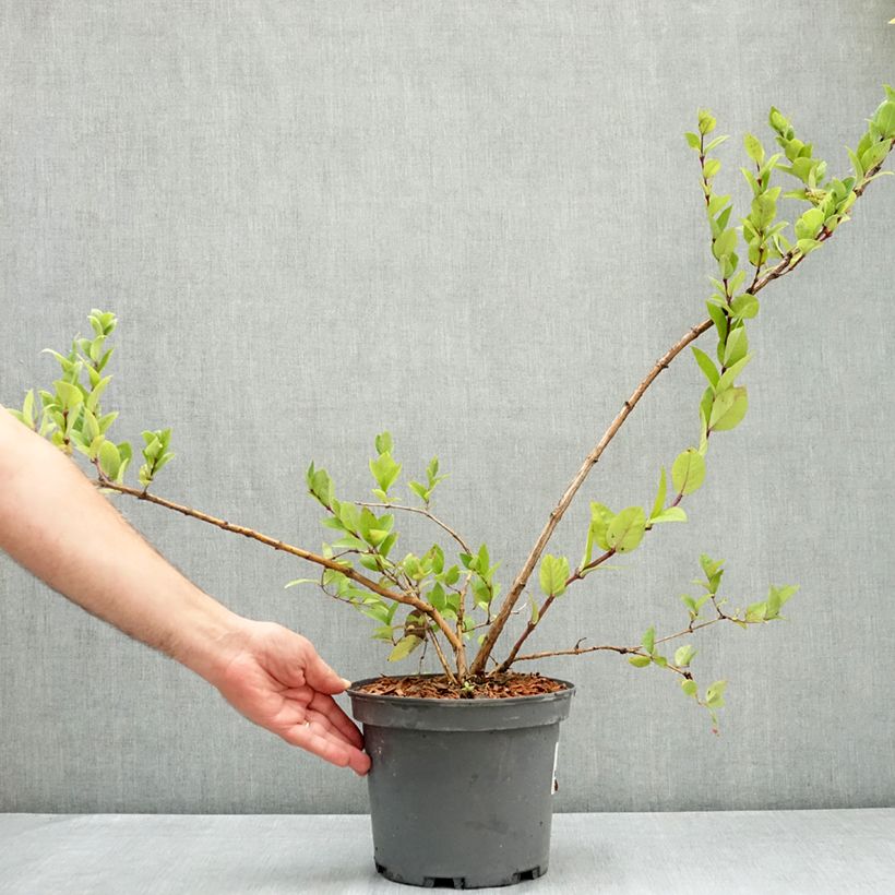 Lonicera maackii  4L/5L pot sample as delivered in summer