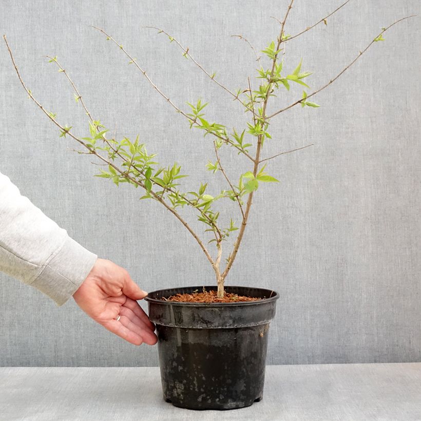Lonicera maackii  4L/5L pot sample as delivered in spring