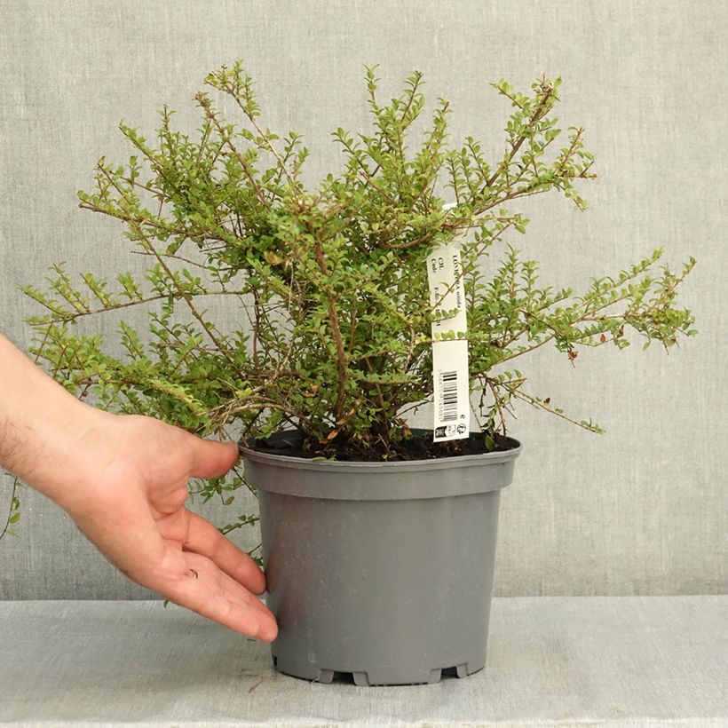 Lonicera nitida - Box Honeysuckle 3L/4L pot sample as delivered in summer