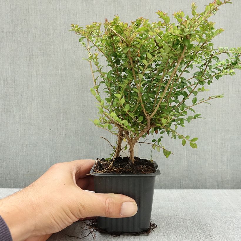 Lonicera nitida Ernest Wilson - Box Honeysuckle 8/9 cm pot sample as delivered in summer