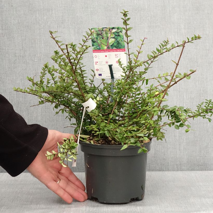 Lonicera nitida Garden Clouds Copper Glow - Box Honeysuckle 2L/3L pot sample as delivered in winter