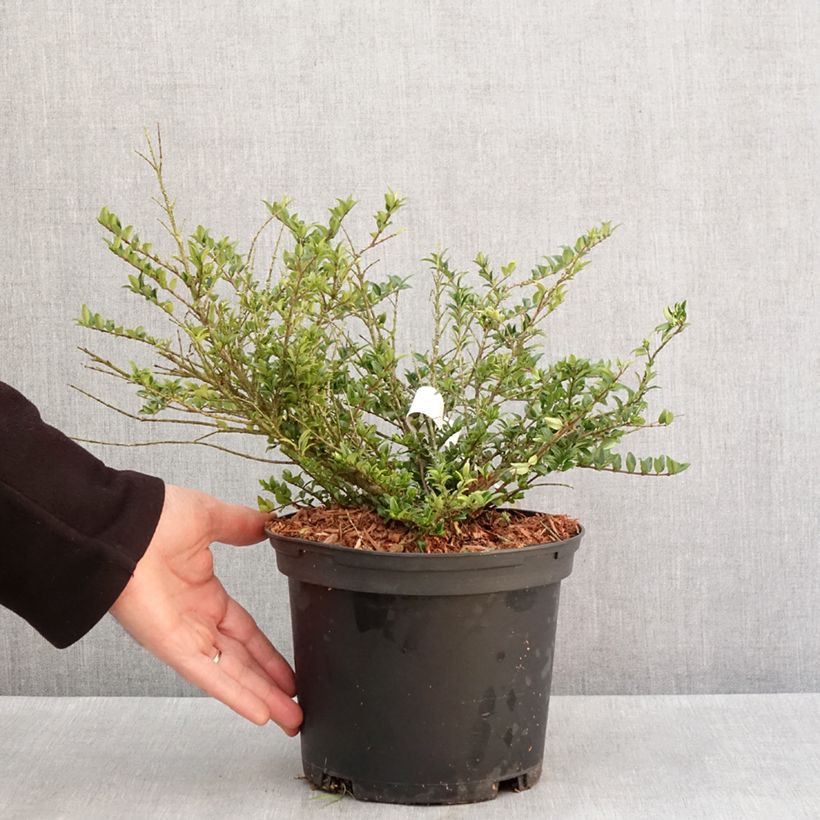 Lonicera nitida Garden Clouds Green Breeze - Box Honeysuckle 4L/5L pot sample as delivered in winter