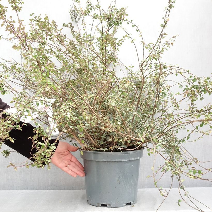 Lonicera nitida Purple Storm - Box Honeysuckle 7.5L/10L pot sample as delivered in autumn