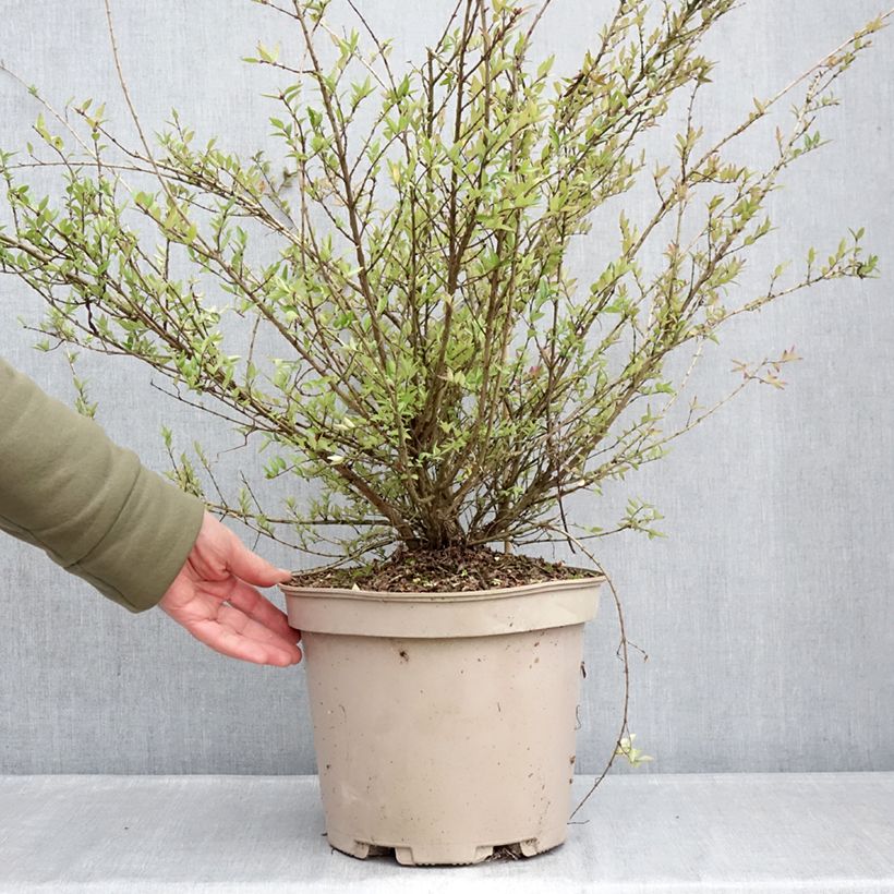 Lonicera nitida Purple Storm - Box Honeysuckle 7.5L/10L pot sample as delivered in winter