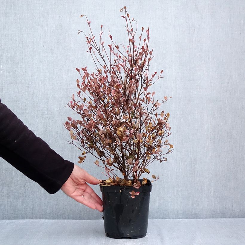 Lophomyrtus x ralphii Golden dragon® 3L/4L pot sample as delivered in autumn