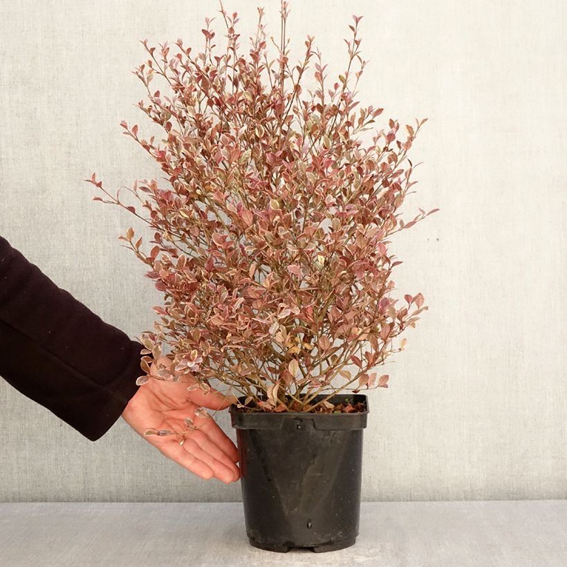 Lophomyrtus x ralphii Golden dragon® 3L/4L pot sample as delivered in spring