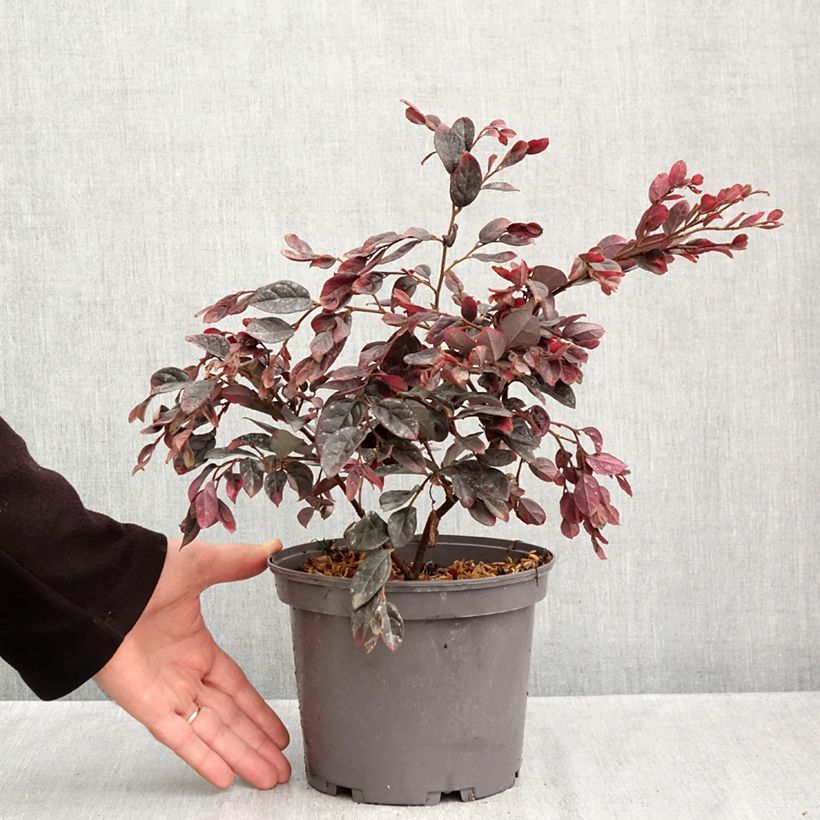 Loropetalum chinense var. rubrum Ever Red - Chinese Witch Hazel 3L/4L pot sample as delivered in autumn