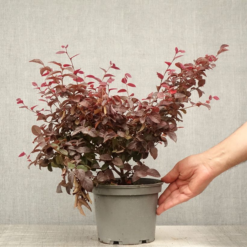 Loropetalum chinense var. rubrum Ever Red - Chinese Witch Hazel 3L/4L pot sample as delivered in summer