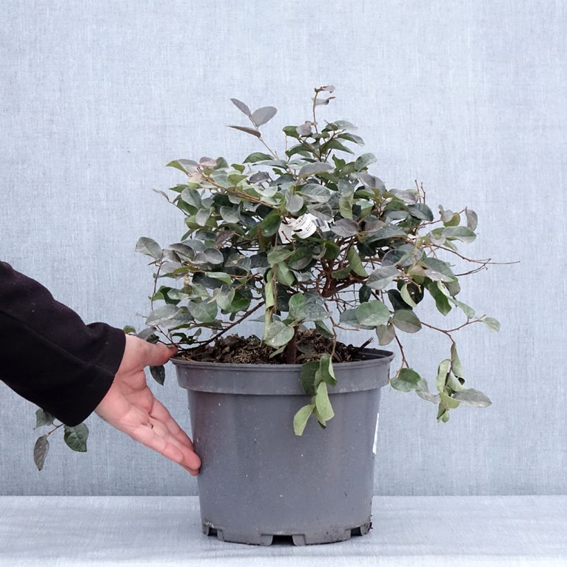 Loropetalum chinense var. rubrum Ever Red - Chinese Witch Hazel 7.5L/10L pot sample as delivered in winter