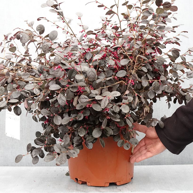Loropetalum chinense var. rubrum Ever Red - Chinese Witch Hazel 7.5L/10L pot sample as delivered in spring