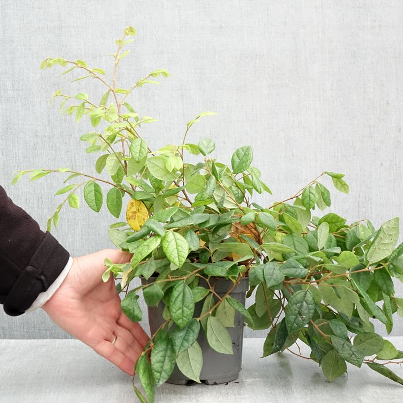 Loropetalum chinense 2L/3L pot sample as delivered in autumn