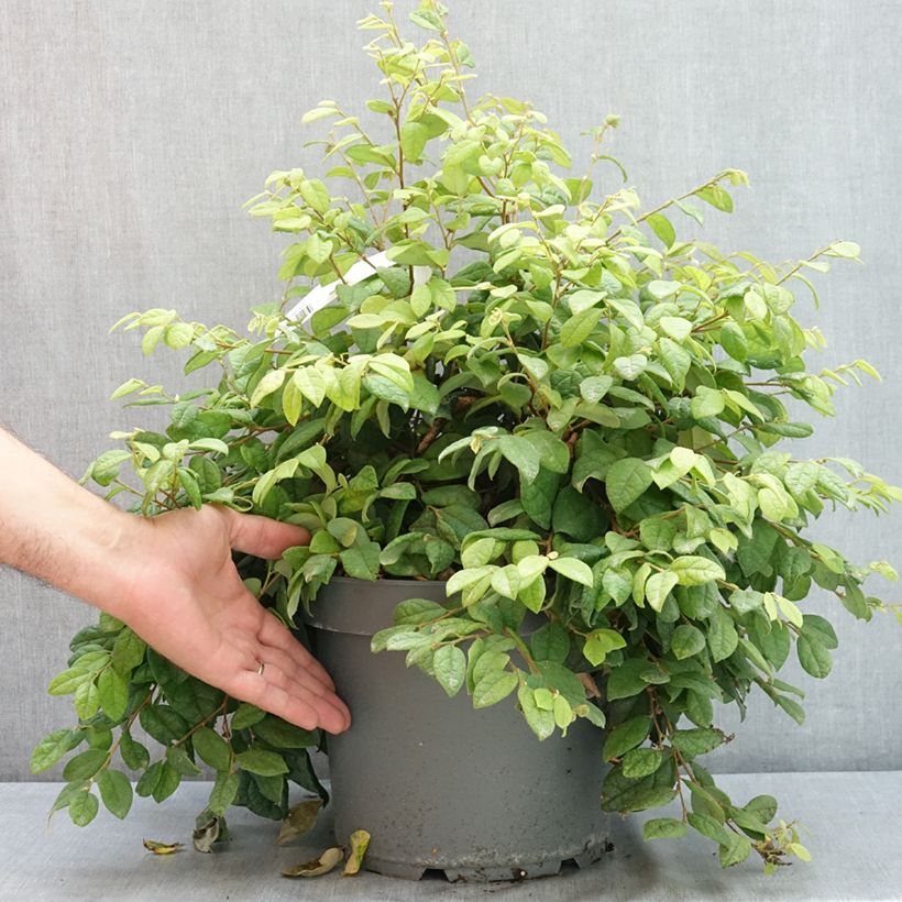 Loropetalum chinense 7.5L/10L pot sample as delivered in summer