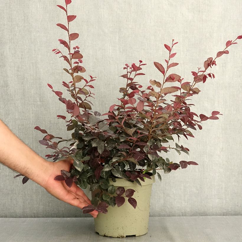 Loropetalum chinense var. rubrum Plum Gorgeous - Chinese Witch Hazel 3L/4L pot sample as delivered in summer