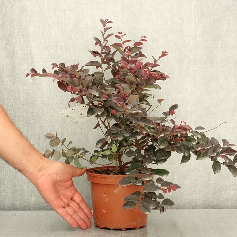 Loropetalum chinense var. rubrum Rose in Black - Chinese witch hazel 2L/3L pot sample as delivered in summer