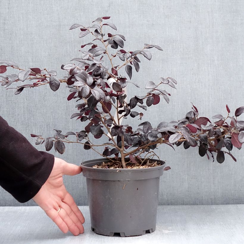 Loropetalum chinense Rouge de la Majorie 3L/4L pot sample as delivered in winter