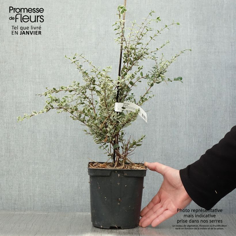 Luma apiculata Glanleam Gold 3L/4L pot sample as delivered in winter